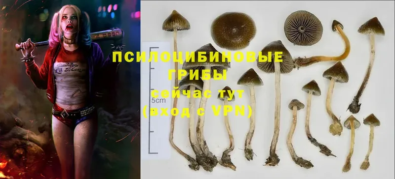 Галлюциногенные грибы Cubensis  Касли 